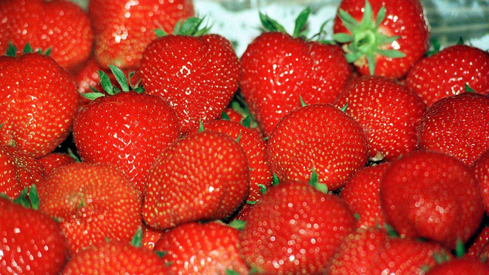 Prix record pour les premières fraises de l'année: 500 euros le kilo