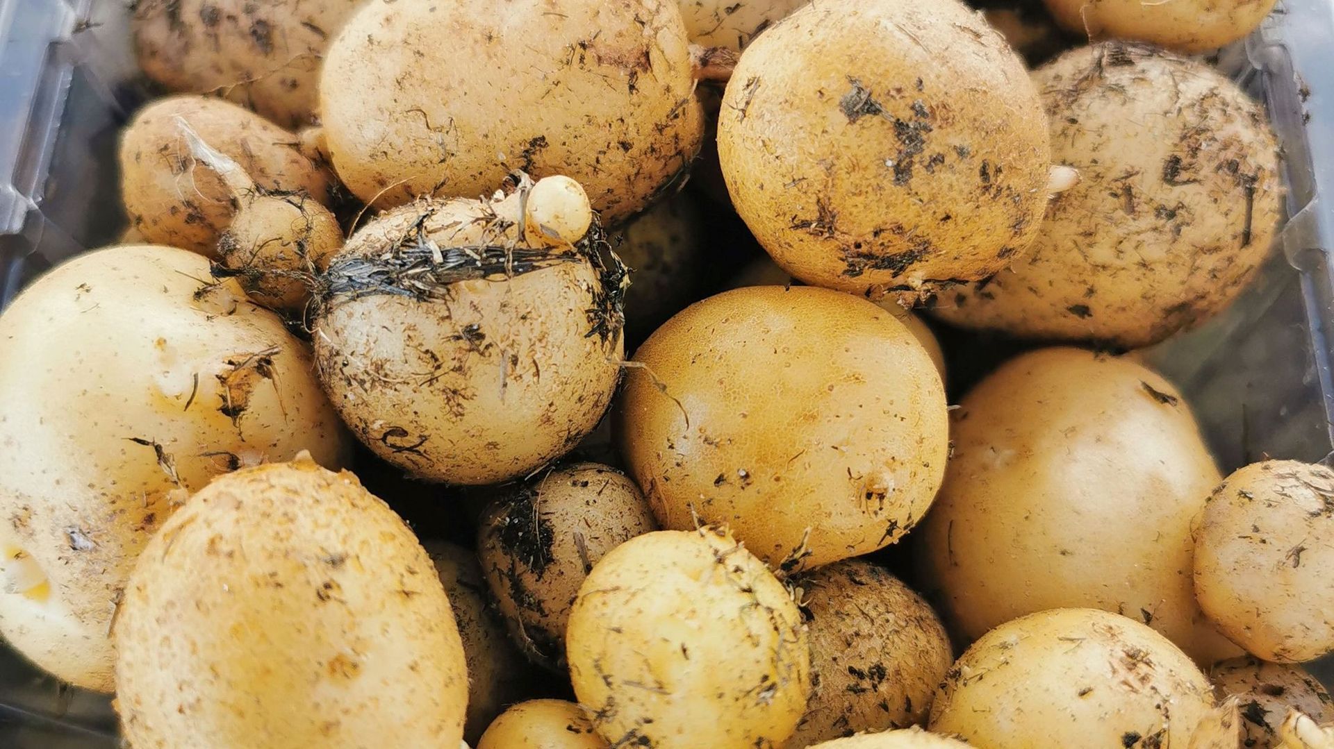 Le prix de la pomme de terre est en chute libre, les producteurs s’inquiètent – RTBF Actus