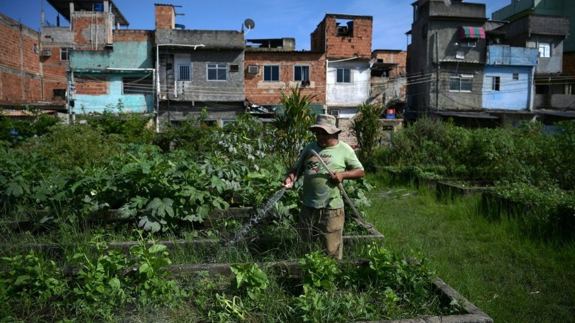 Brésil : à Rio, des potagers géants pour produire du bio en pleine ville.