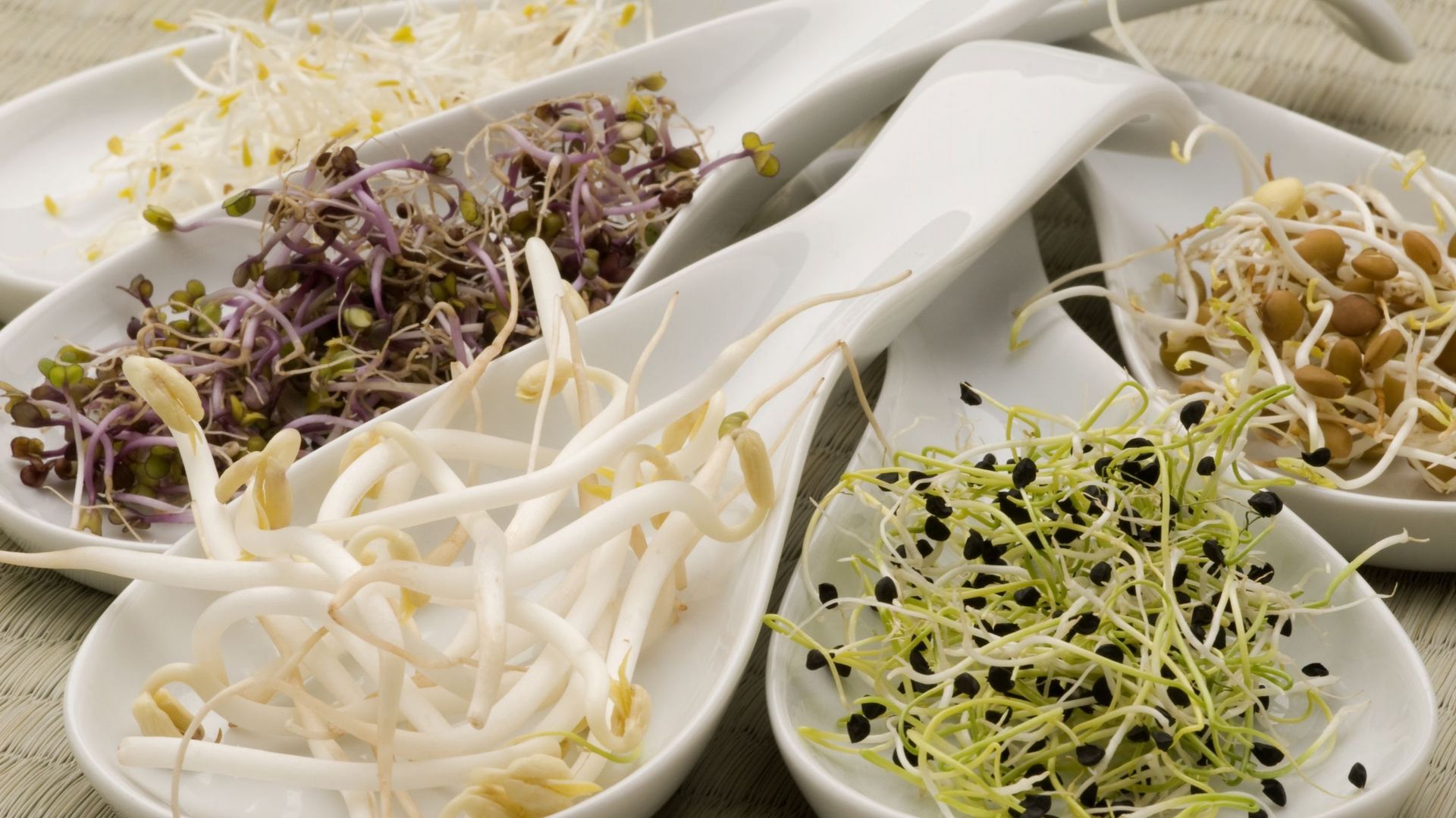 Entièrement comestibles, les micro-pousses sont des jeunes pousses de légumes utilisées en cuisine pour accompagner et assaisonner les plats.