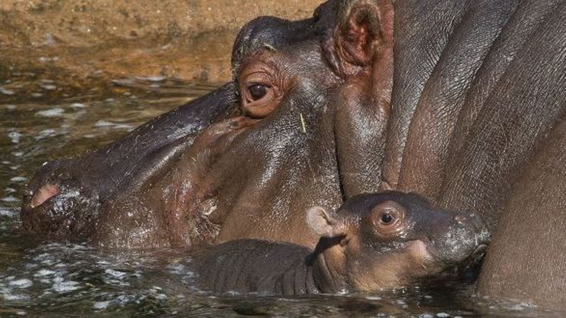 USA: la plus vieille hippopotame du monde meurt à 62 ans dans un zoo