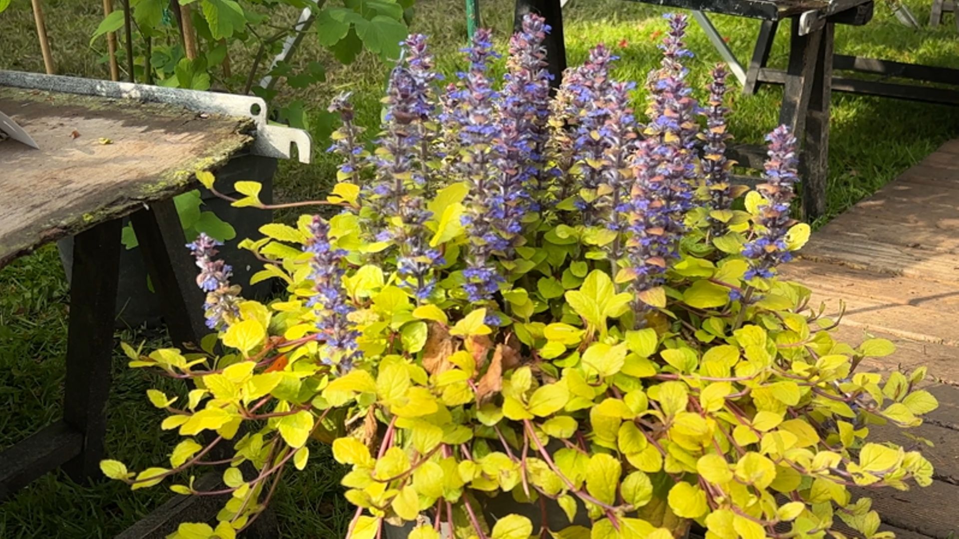 Le mariage du bleu et du jaune est toujours une valeur sûre au jardin. Présentée ici par une seule plante, elle peut aussi être obtenue par des combinaisons. Un exemple : la floraison des alchémilles et celle des nepetas.