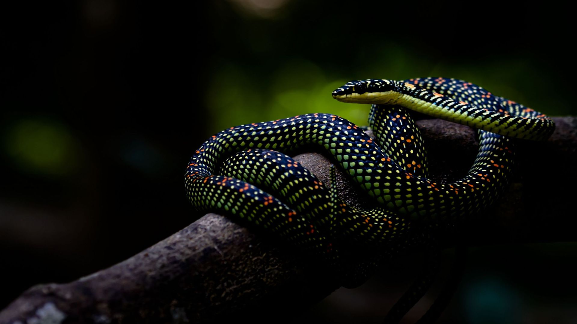Certains serpents volent mais comment font-ils ?