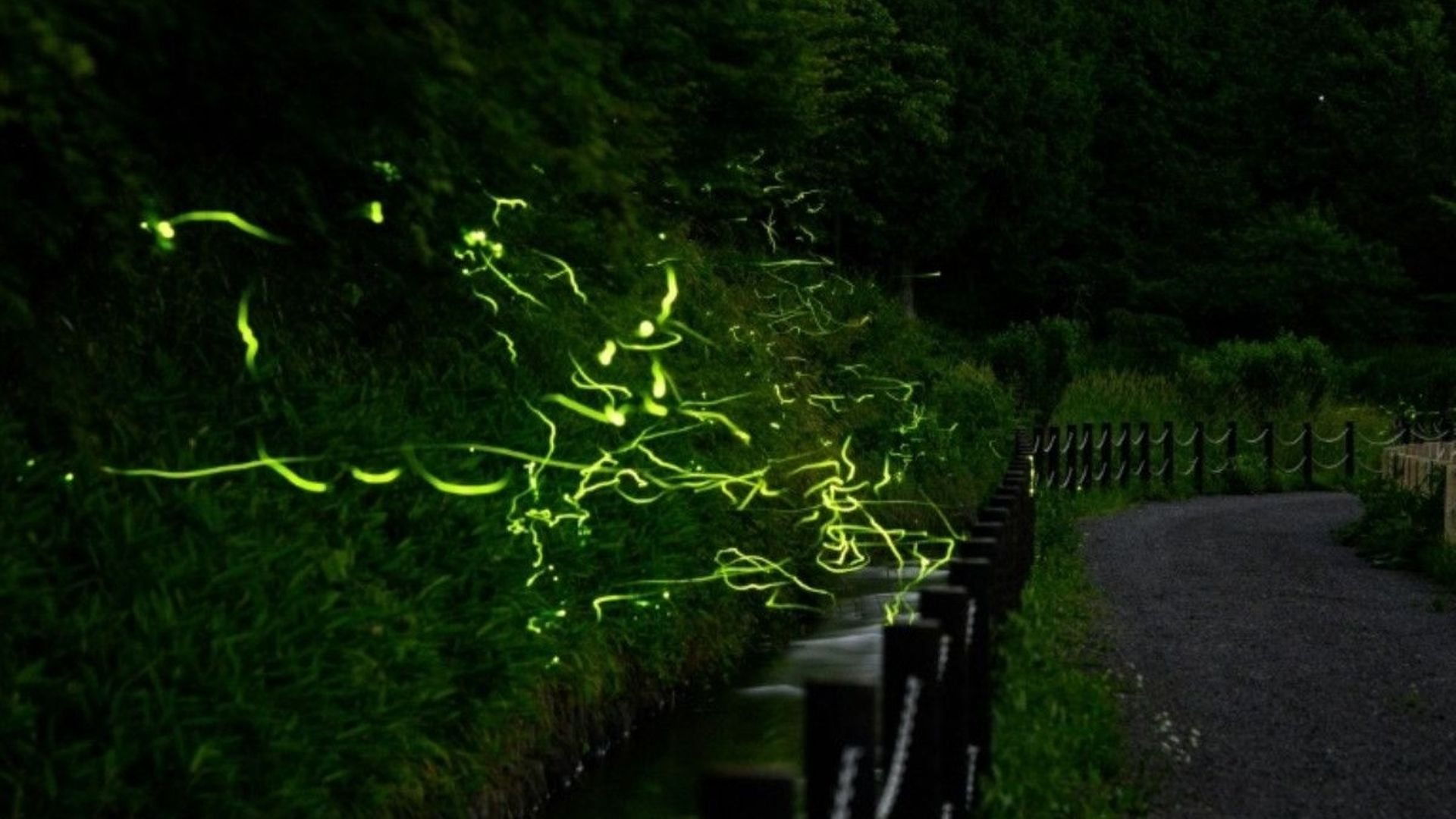 Les lucioles du parc Tatsuno Hotarudoyo, dans la préfecture de Nagano, prises en photo avec une exposition lente, le 16 juin 2020. 