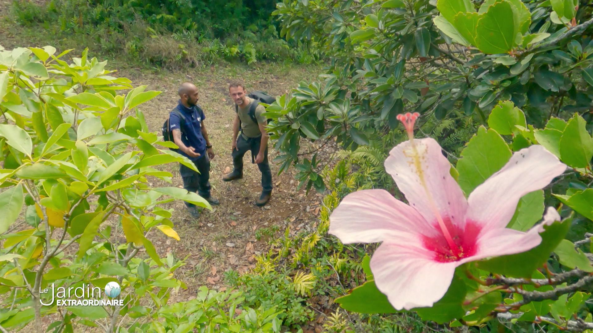 Hibiscus genevii