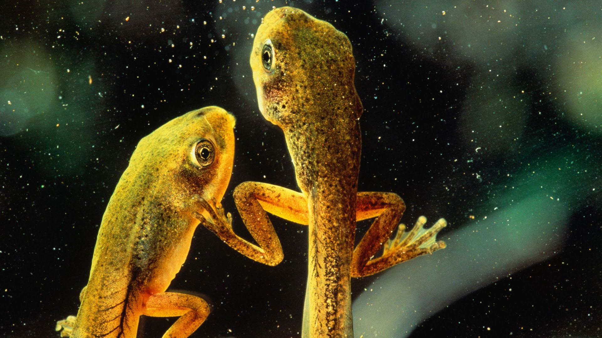 Quand le têtard devient grenouille, ça surprend toujours!