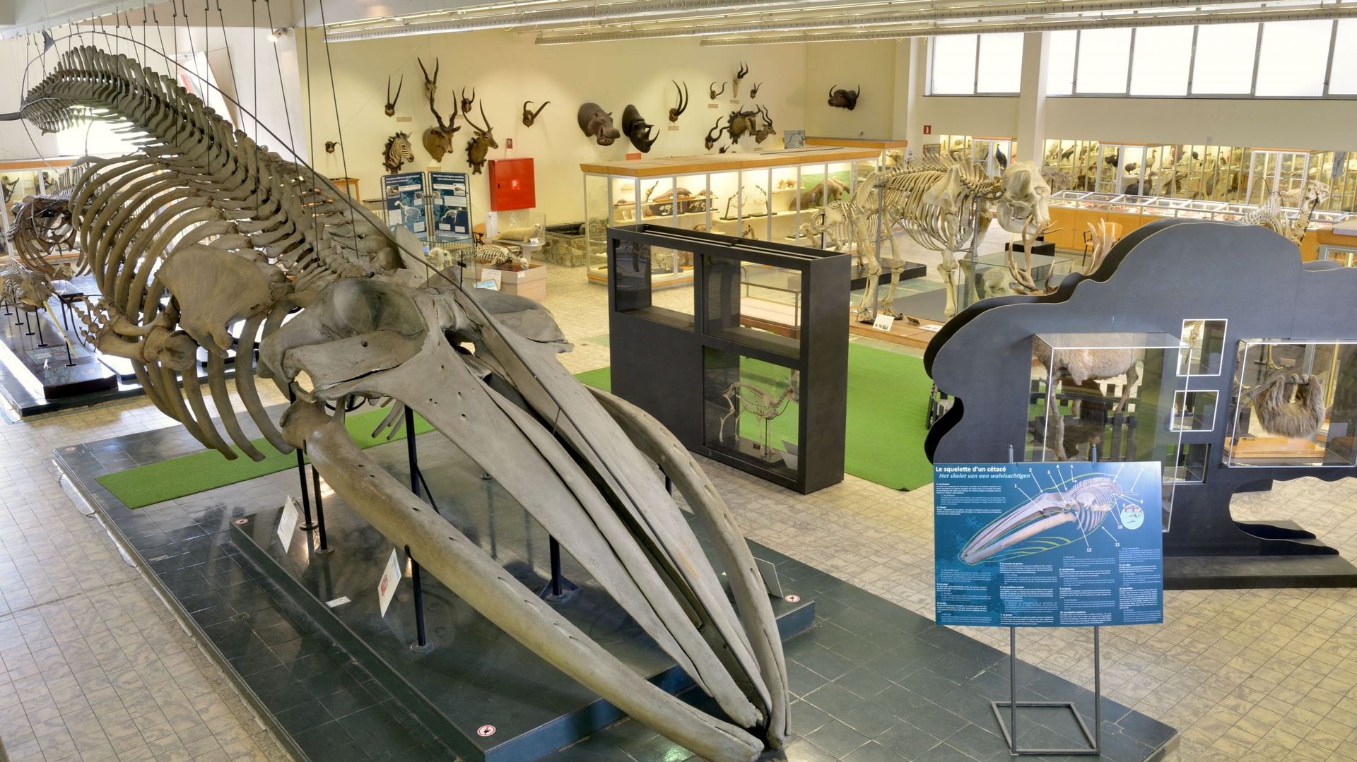 Aquarium-Museum : plongée dans les eaux et le monde marin