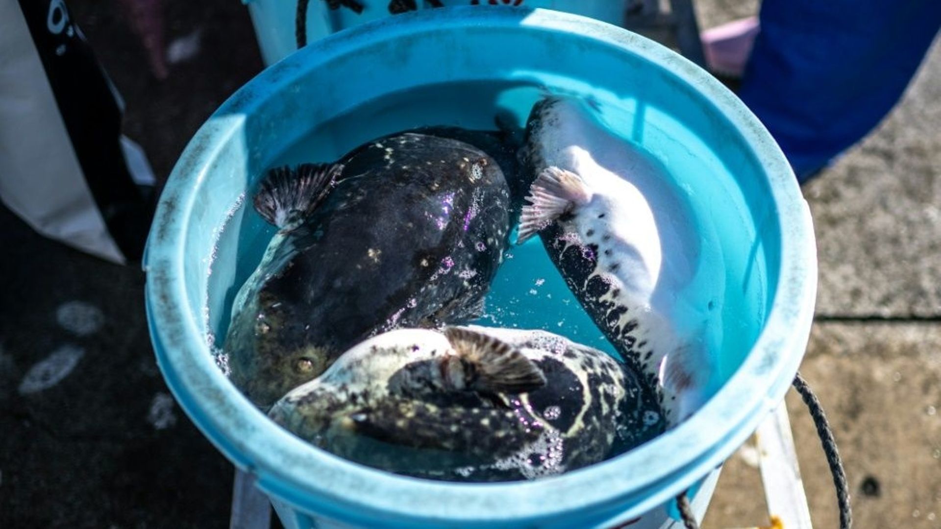 Le fugu, poisson de l'espoir pour les pêcheurs de Fukushima.