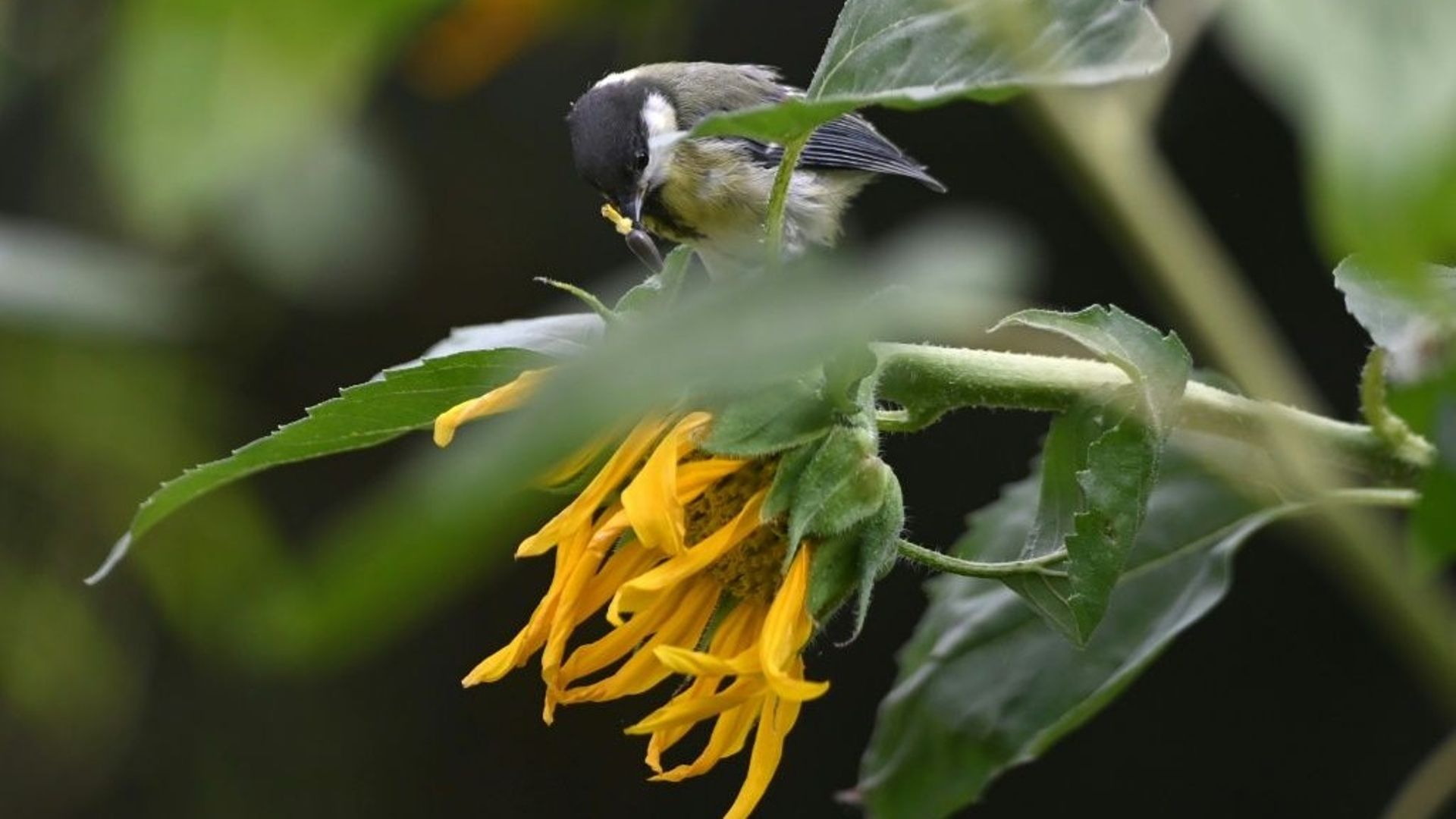 Que mangent les oiseaux de nos jardins ? - Promesse de Fleurs