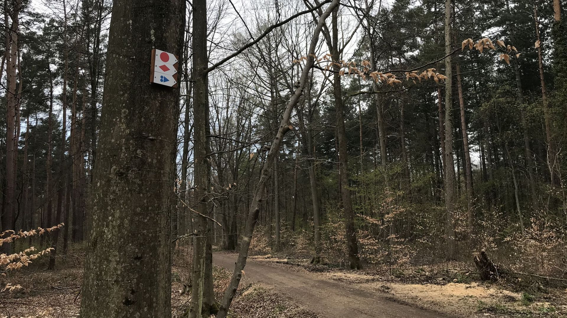 Les itinéraires de promenade tracés dans les bois de Seraing ont été "rebalisés"