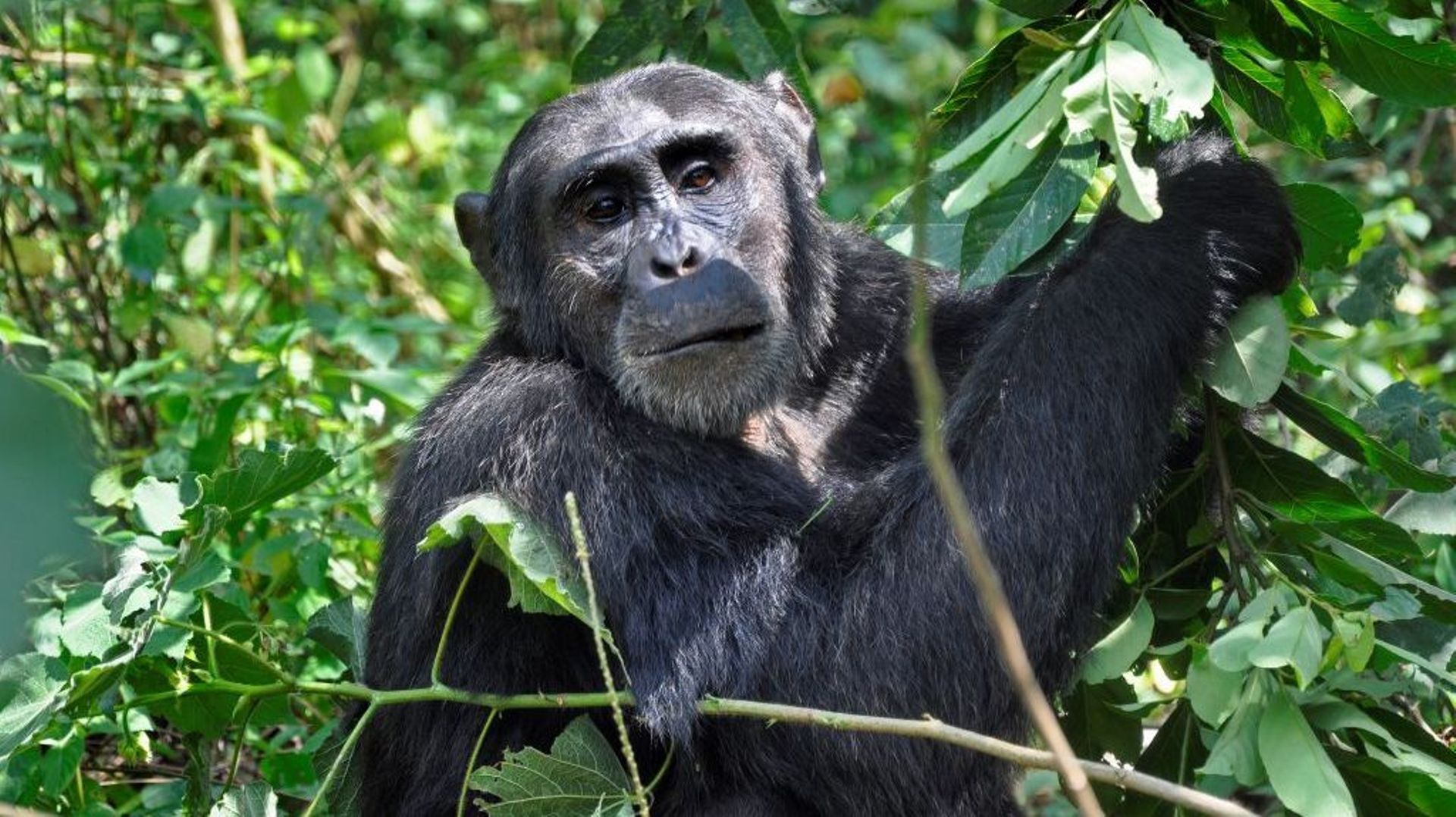 Les chimpanzés de parc national de Kibale sont menacés par la théiculture.