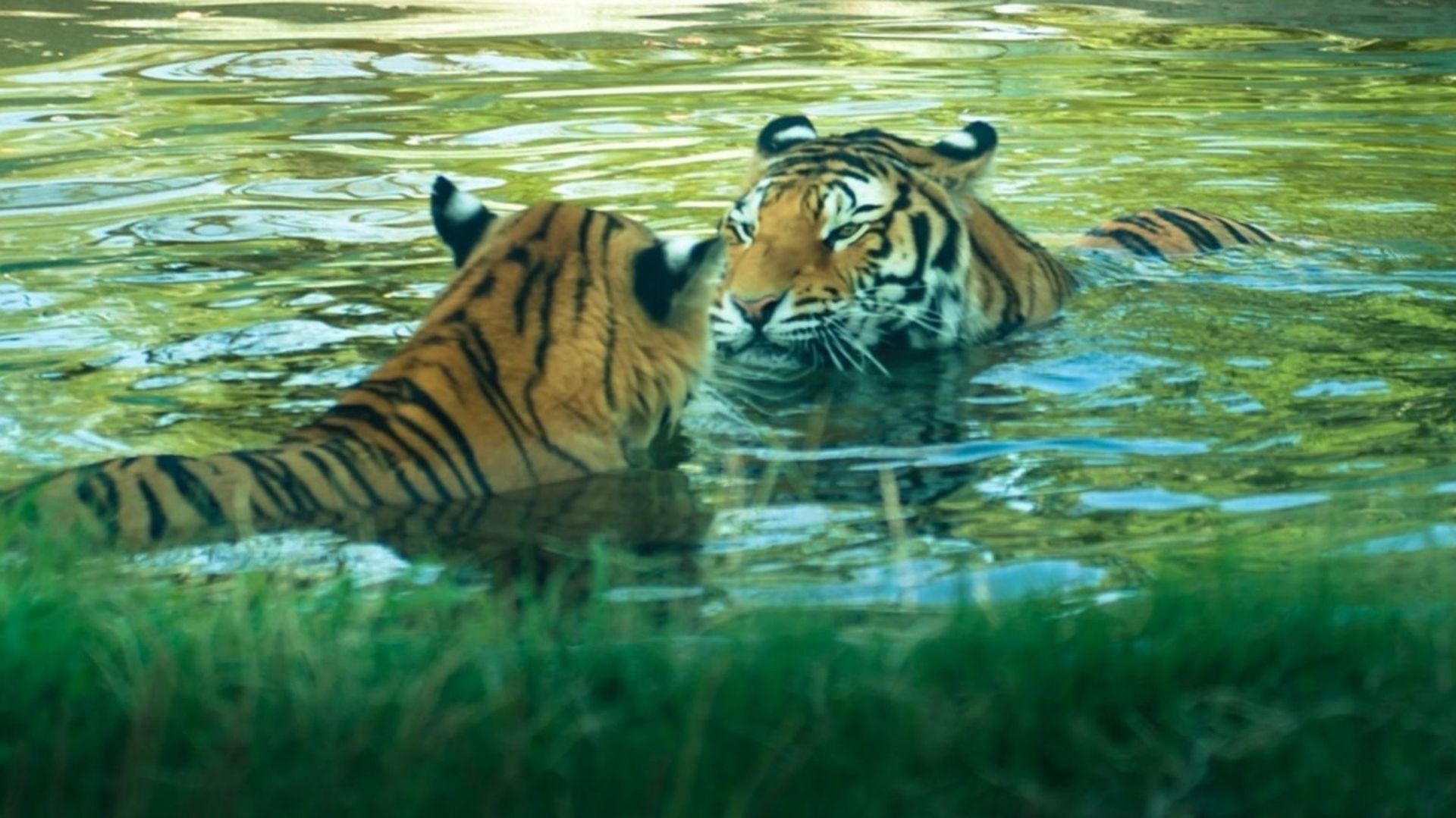 Un tigre tue une potentielle compagne juste après leur rencontre au zoo à Londres