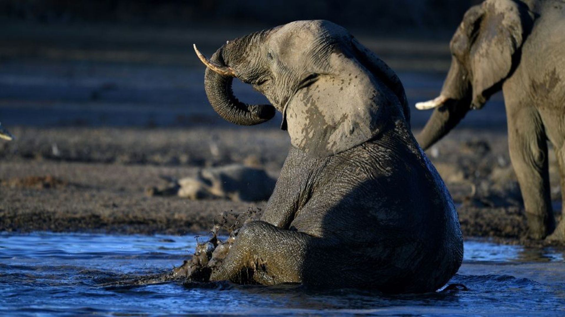 Un éléphant dans un point d'eau dans le delta d'Okavango, au Botswana, le 28 septembre 2019