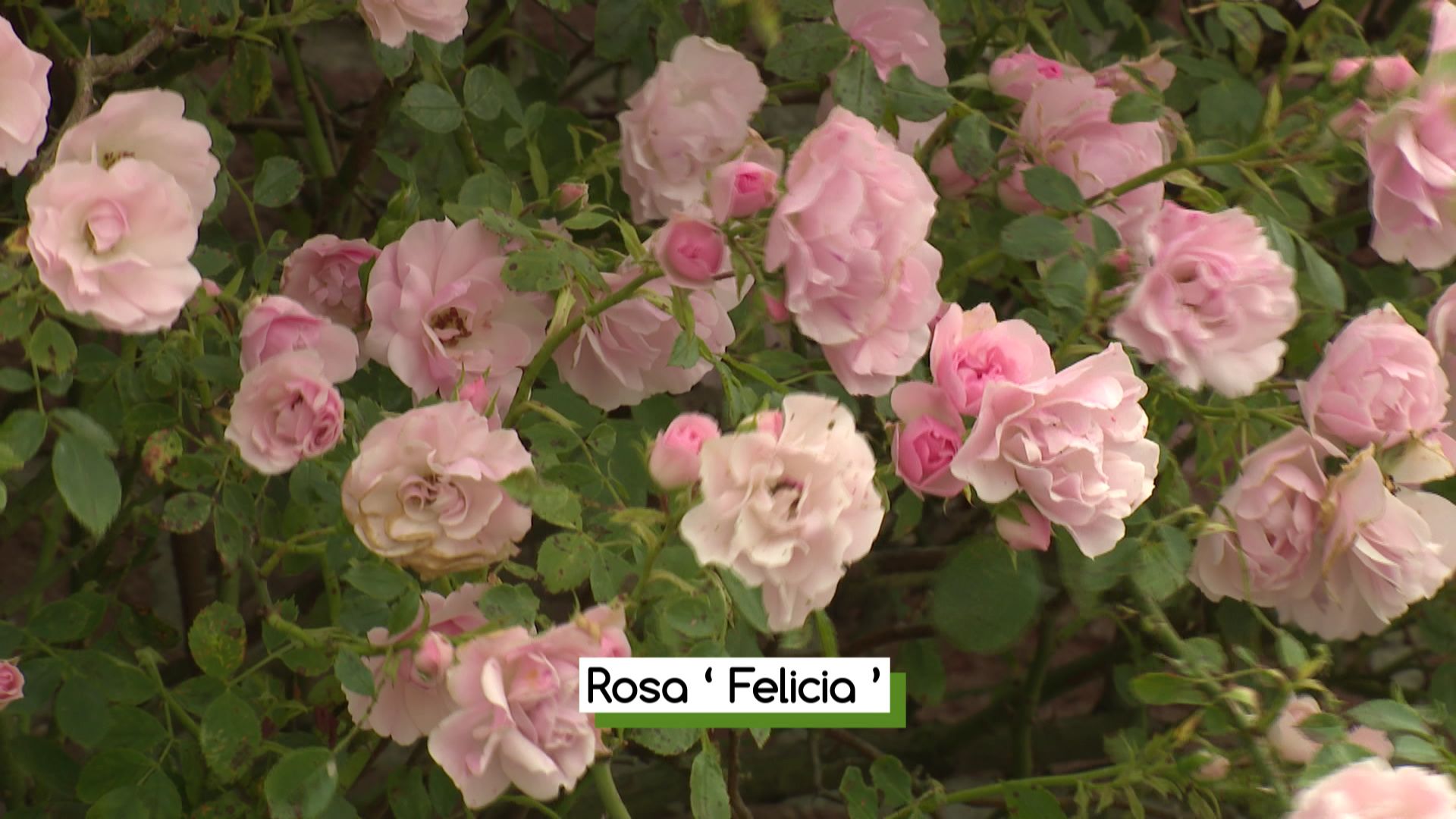 Rosier Rosa 'Felicia'