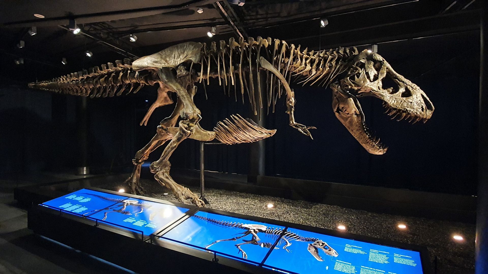 Une femelle T Rex exposée au Muséum des sciences naturelles de Bruxelles