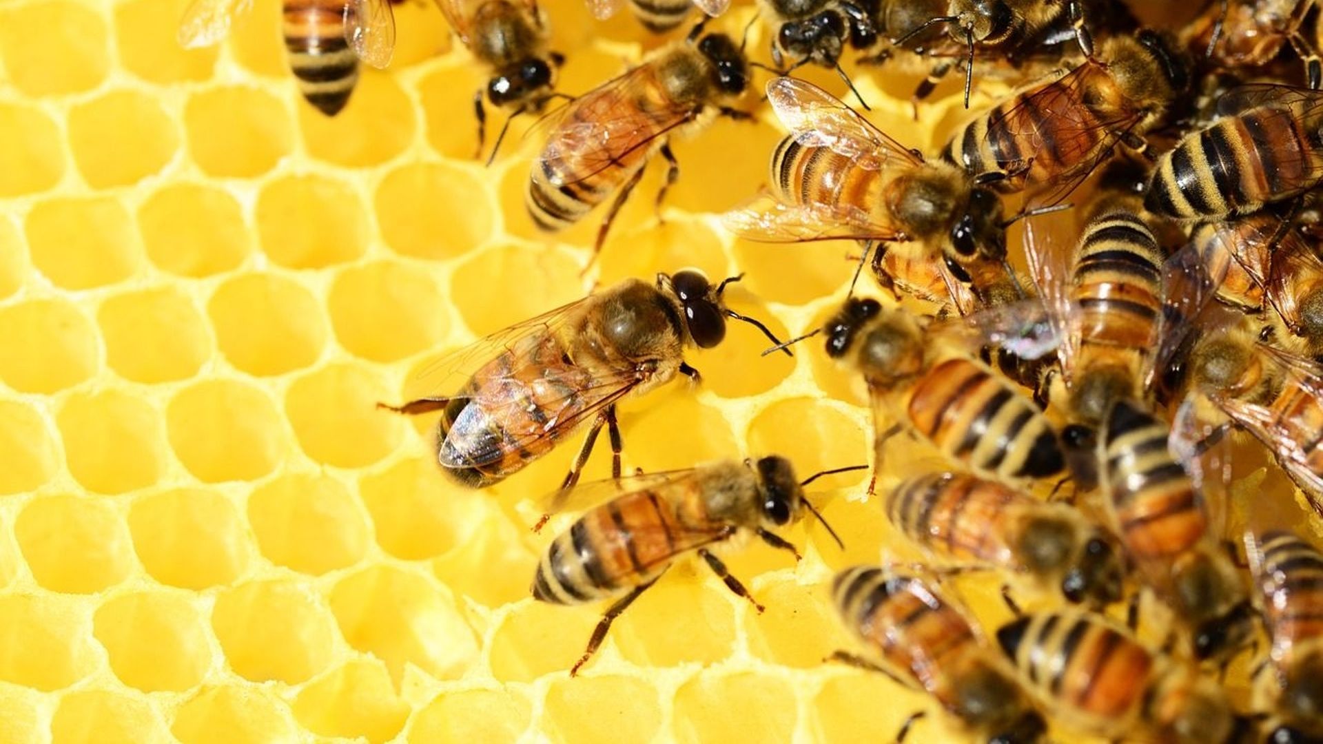 Les abeilles sont en voie d’extinction. Que faire ?