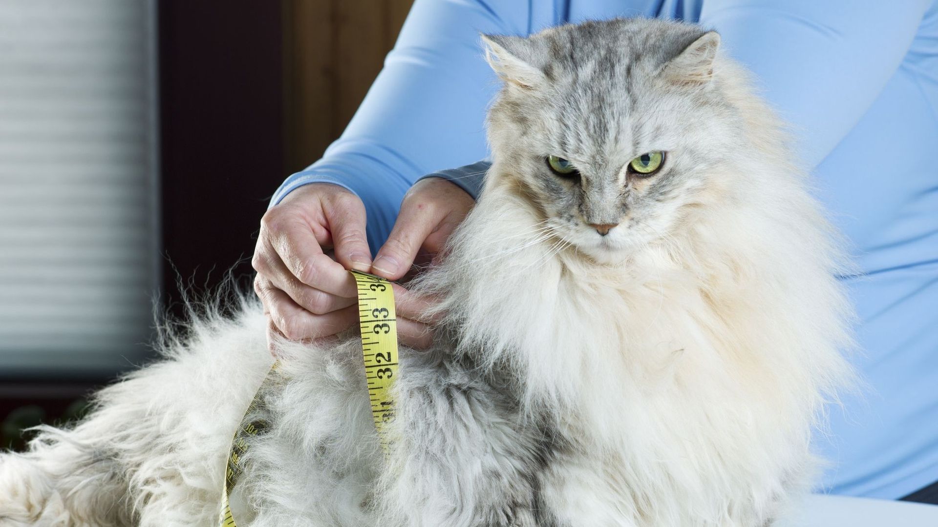 Des animaux domestiques plus grands et des animaux sauvages qui rétrécissent, l'impact de l'humain sur la taille des animaux