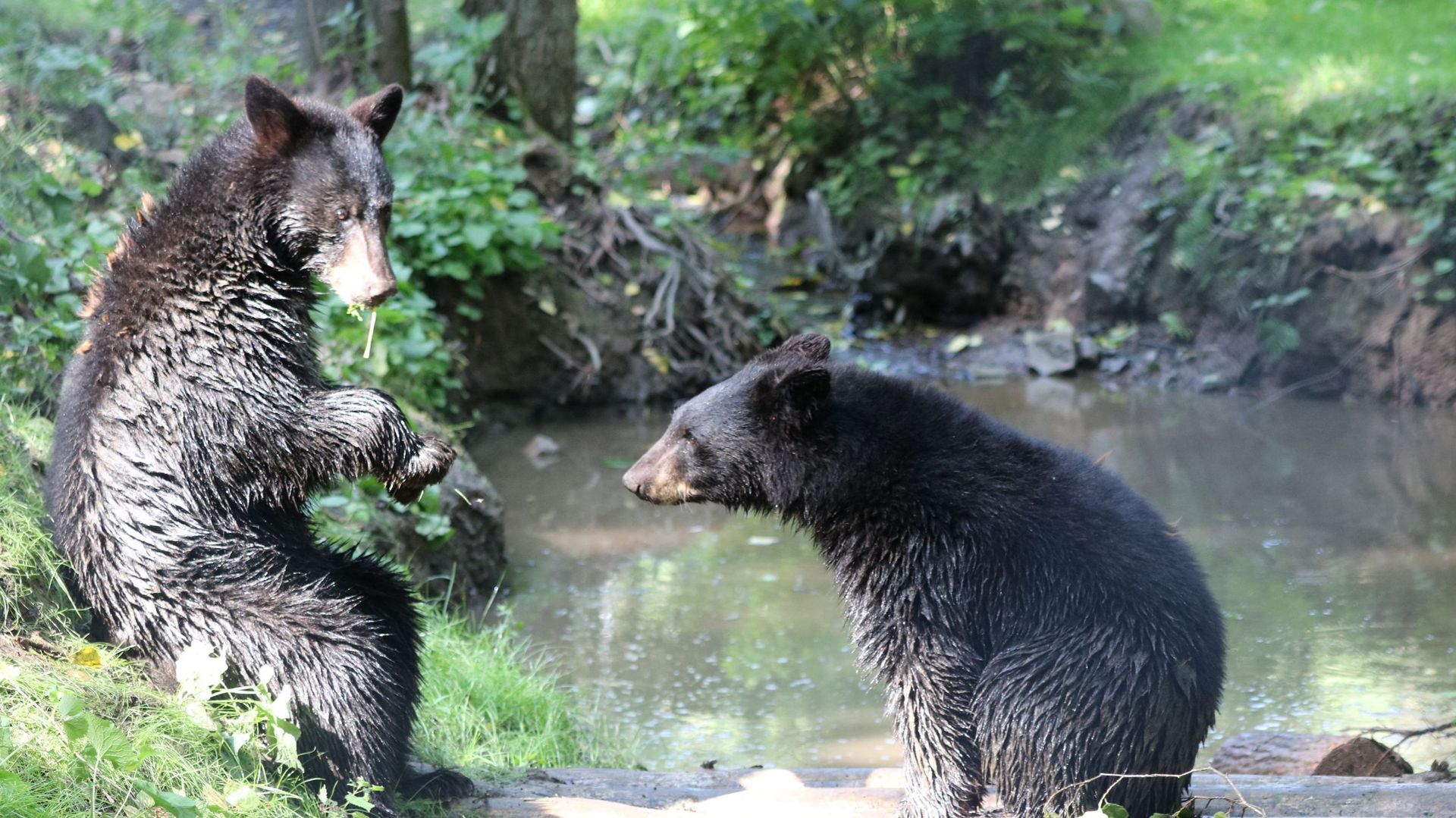 Les ours noirs, arrivés il y a un an au Parc Forestia