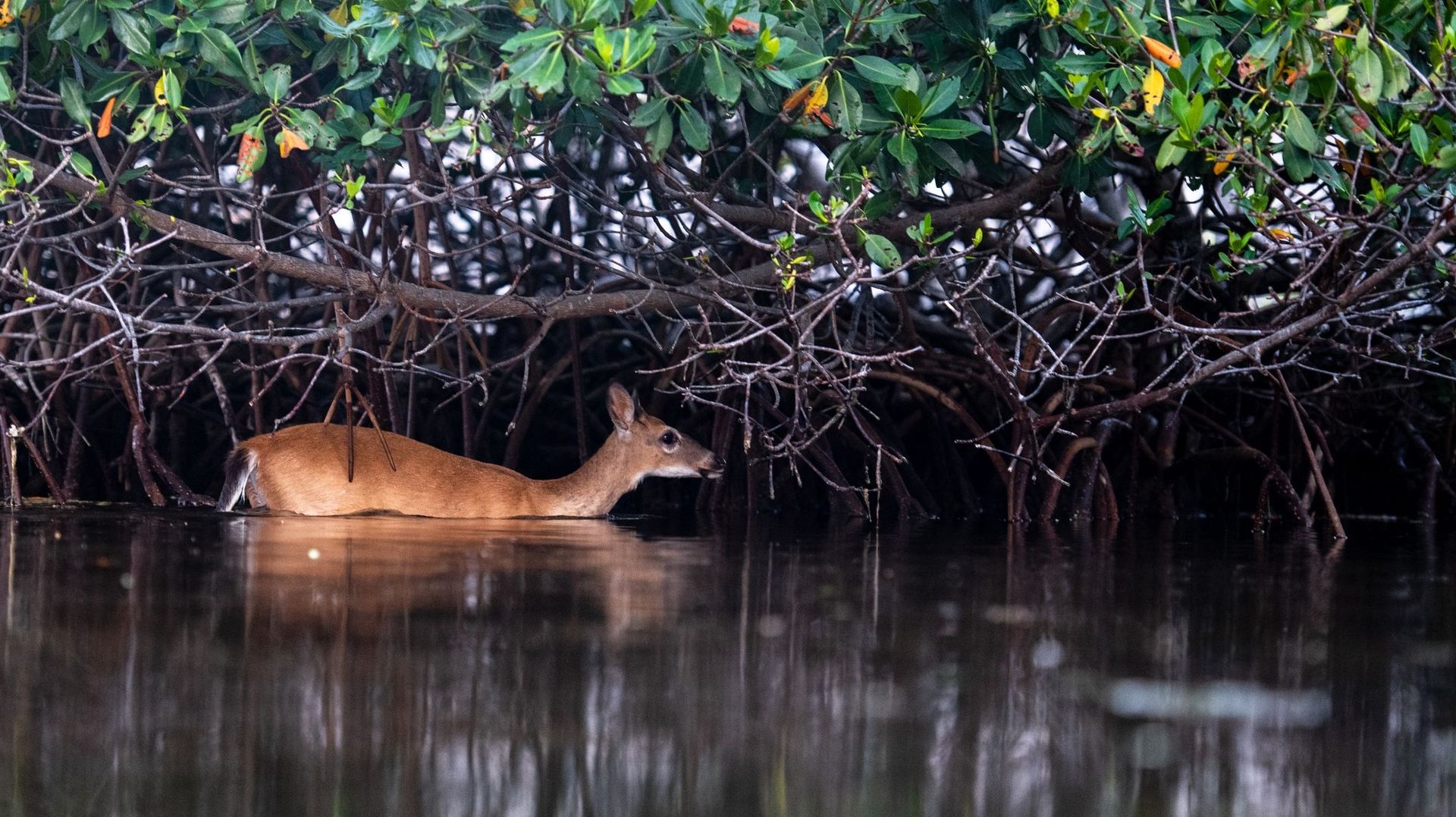 La faune d’une mangrove
