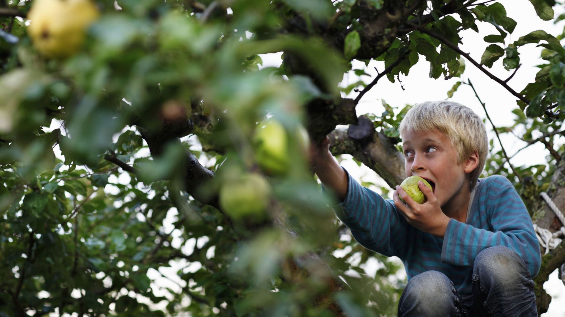 Boy eating in fruit tree