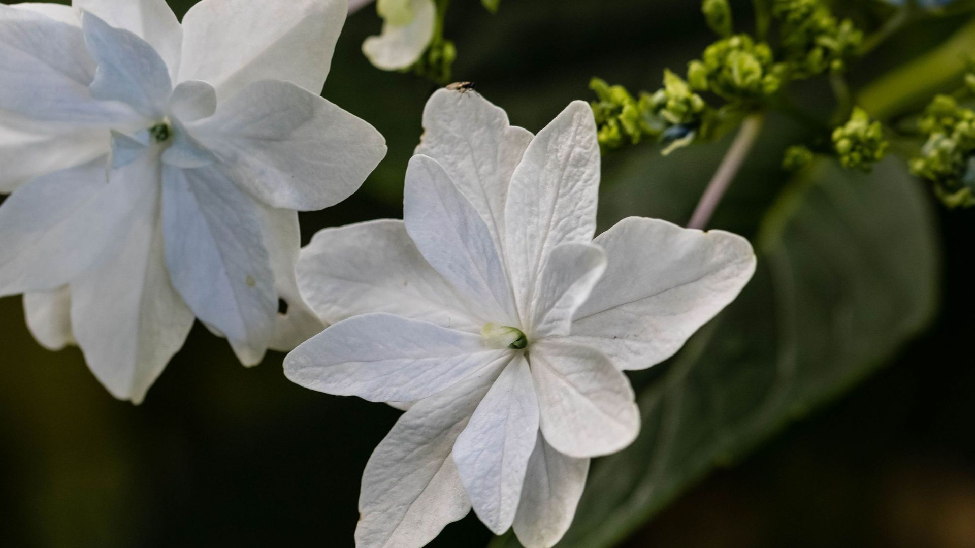 Un Hydrangea serrata à la floraison bicolore pour tous les jardins