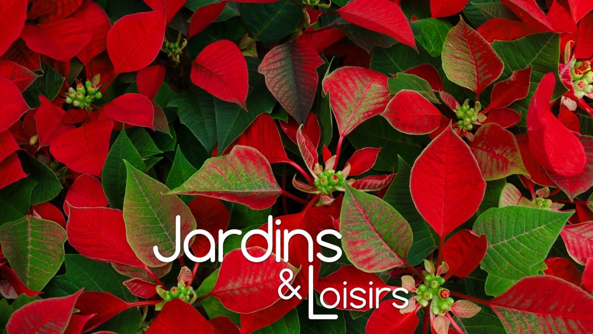 L’étoile de Noël, une plante à ne pas jeter dès janvier