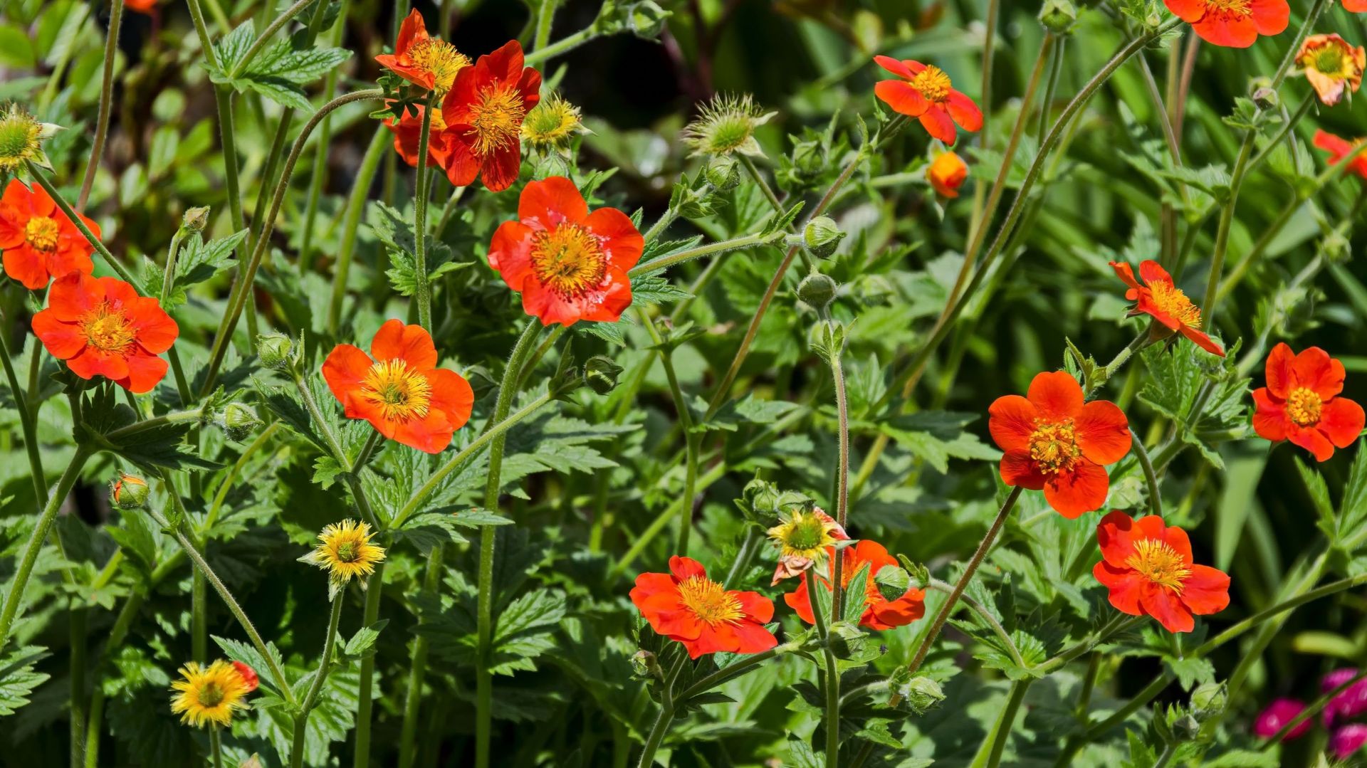 Pour prolonger la floraison, coupez les fleurs fanées au fur et à mesure.