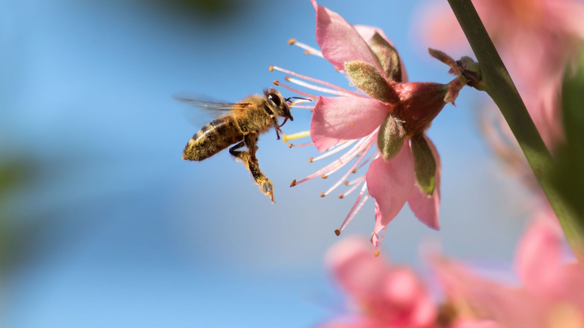 Les abeilles sont en danger : comment les aider ?