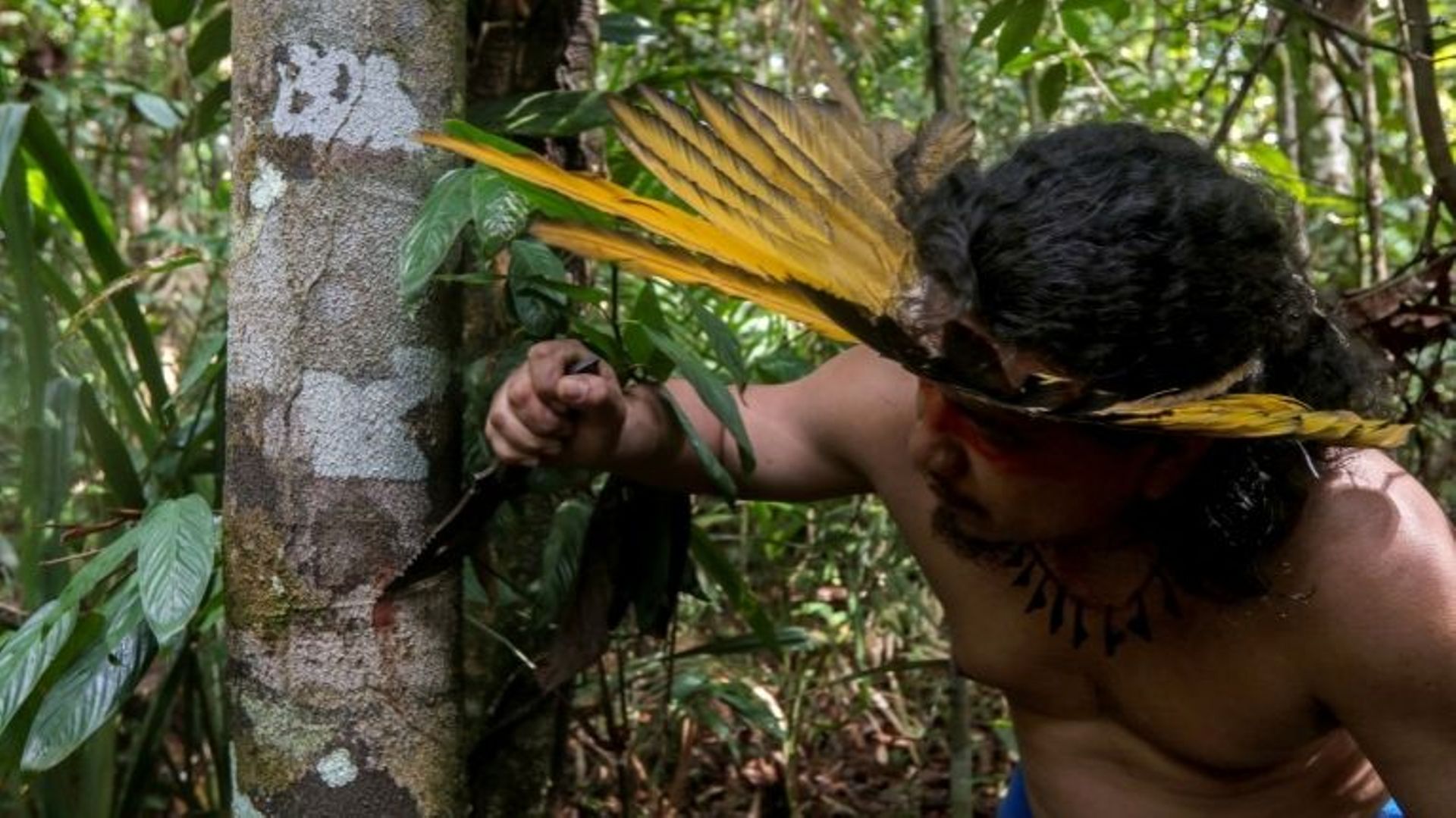 Coronavirus Brésil : chez des indigènes d'Amazonie, des plantes contre le virus.