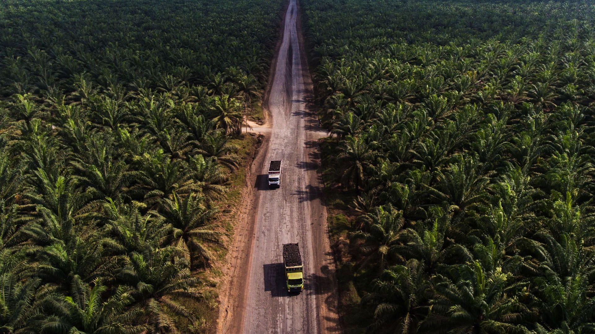 Vue aérienne d'une plantation d'huile de palme en Indonésie