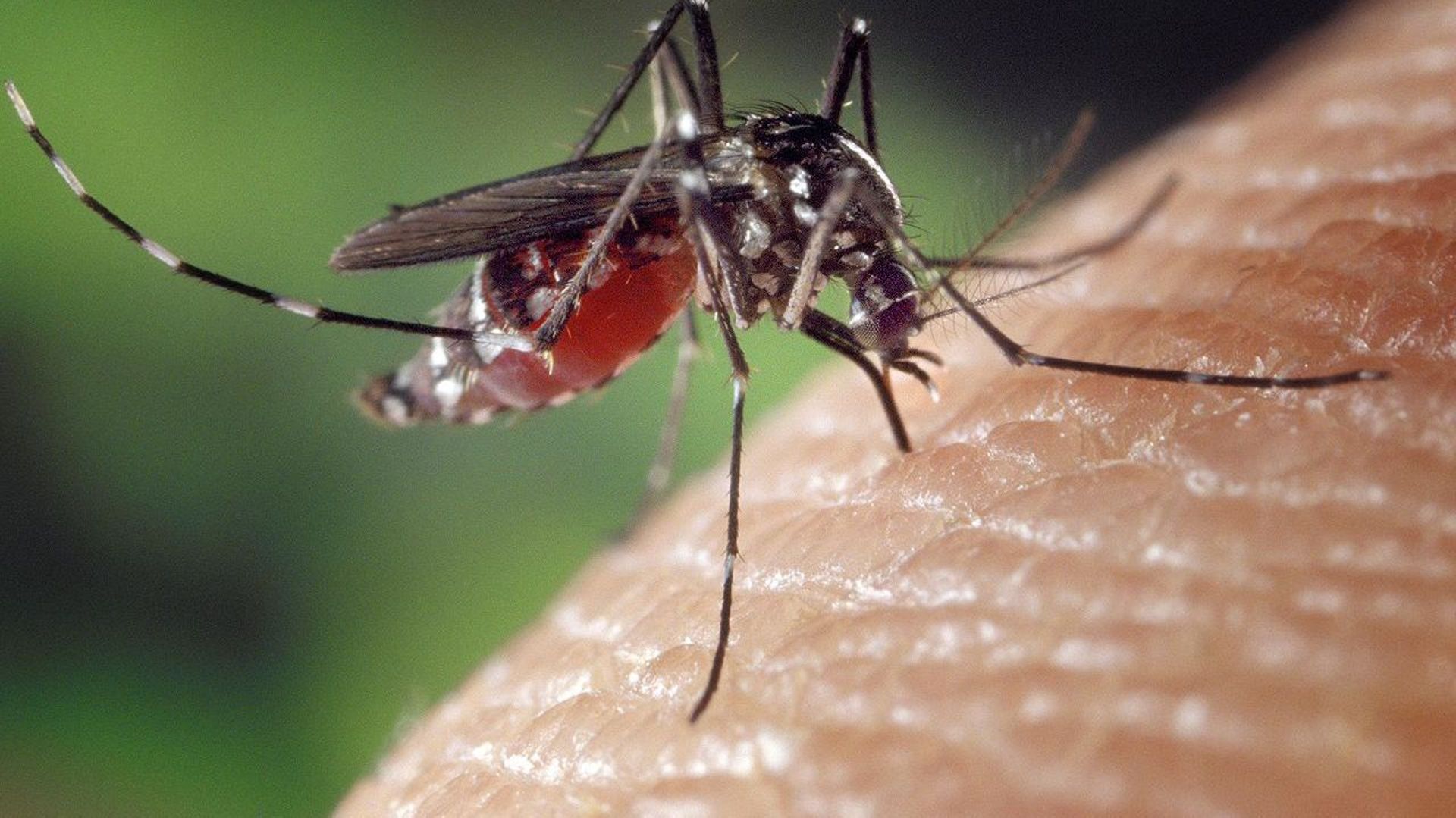 Quelques trucs pour éviter au maximum les moustiques...