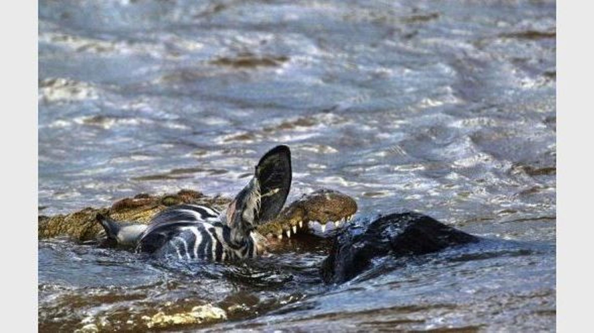 Un crocodile vient d'attraper un zèbre qu'il chassait, le 7 août 2003 dans la réserve de Masai-Mara