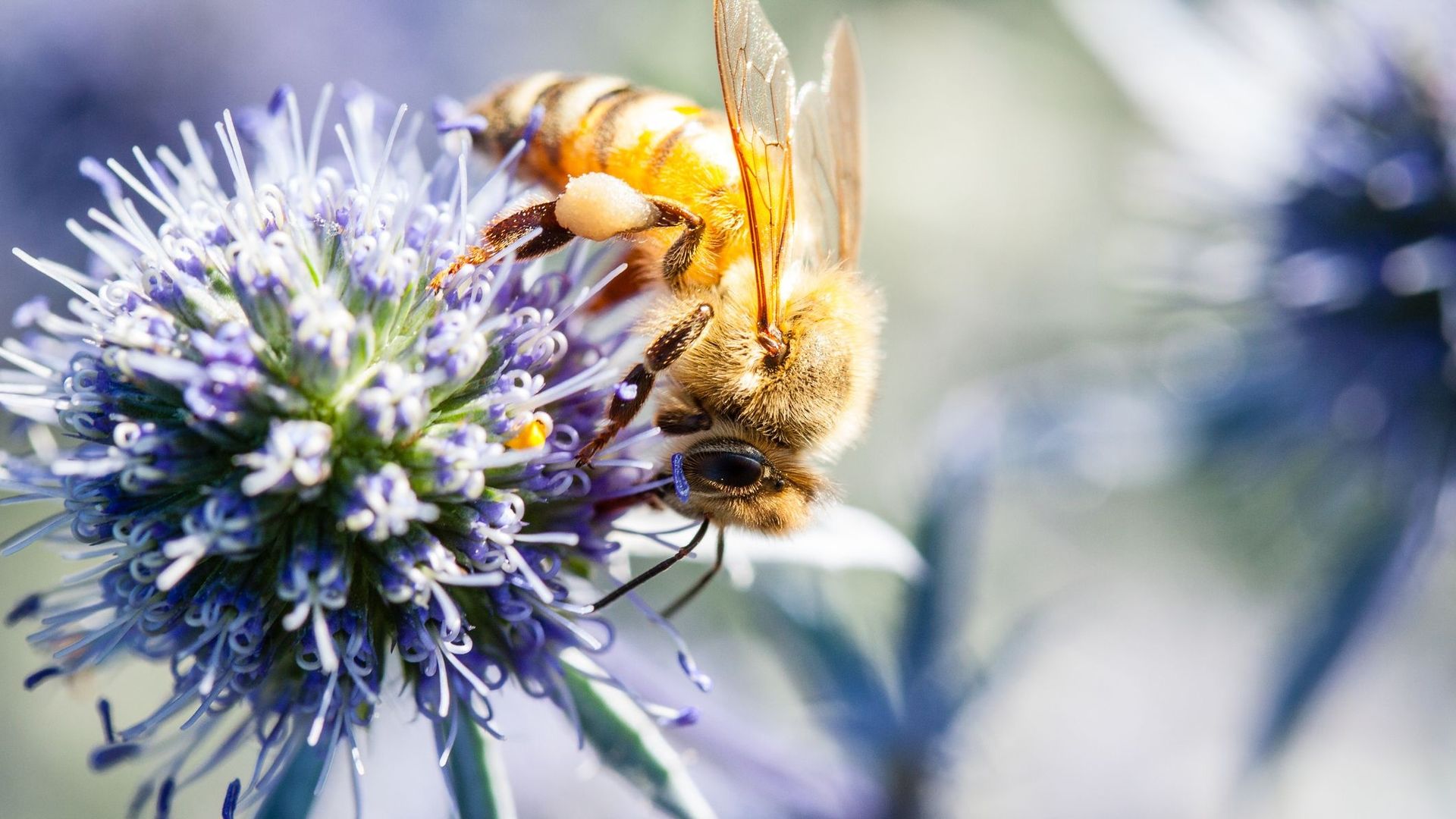 5-gestes-bee-friendly-a-adopter-au-quotidien