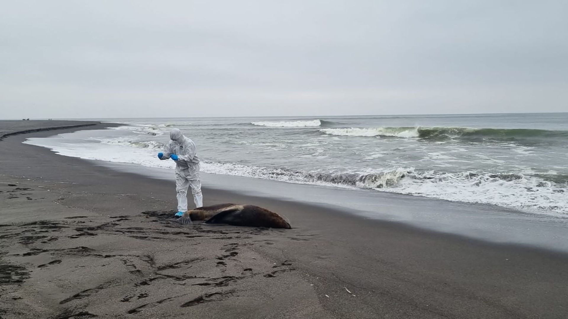 Cette photo diffusée par Sernapesca montre un employé de Sernapesca prélevant des échantillons sur un lion de mer mort sur une plage de la région de Magallanes au Chili, le 25 mai 2023.