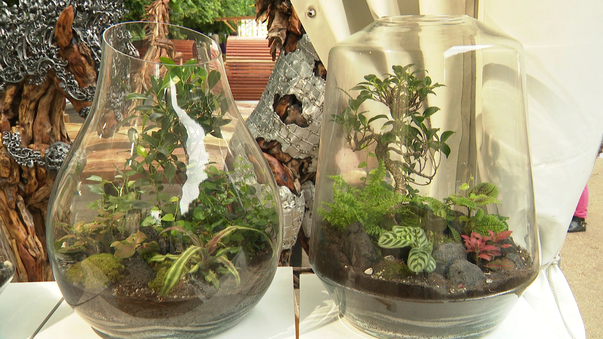 Mini-jardins dans des jarres en verre.