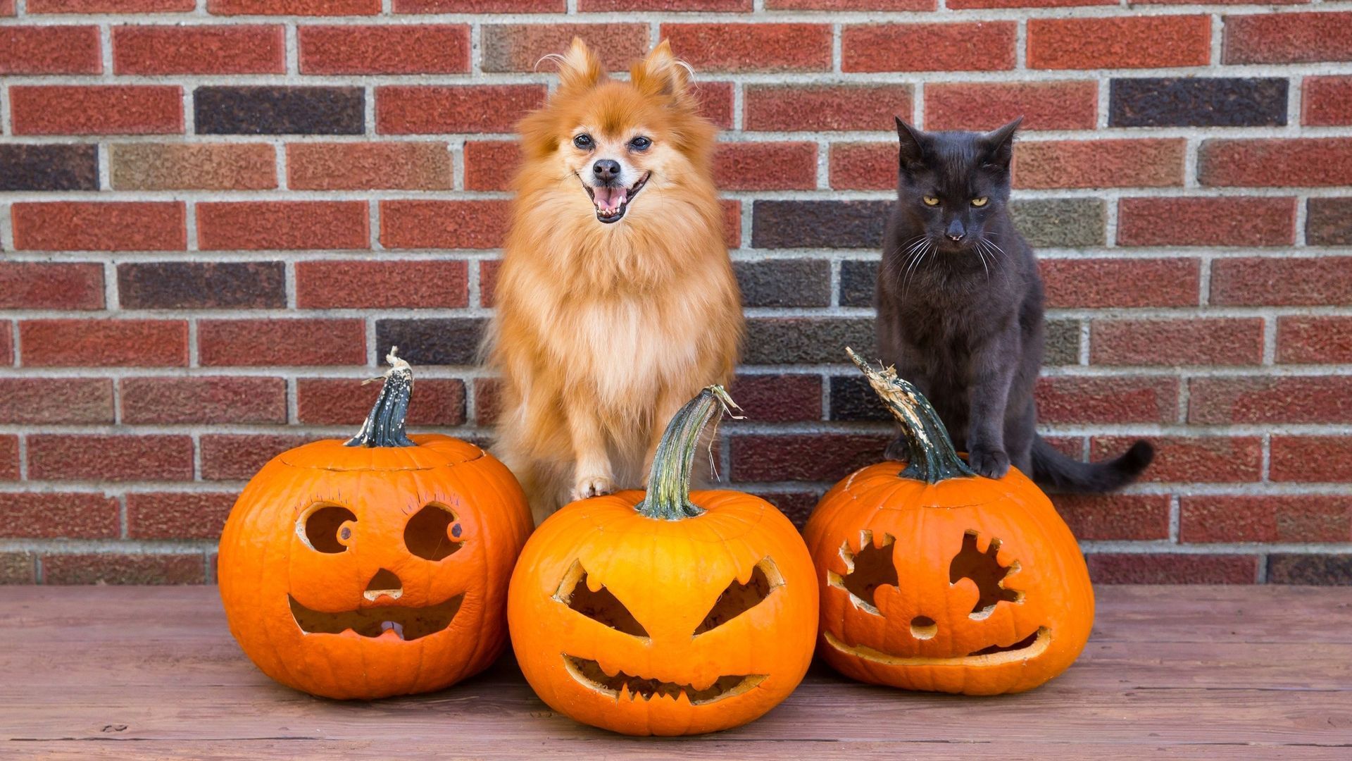 halloween-un-refuge-organise-une-balade-pour-les-chats-chiens-et-autres-animaux-de-compagnie