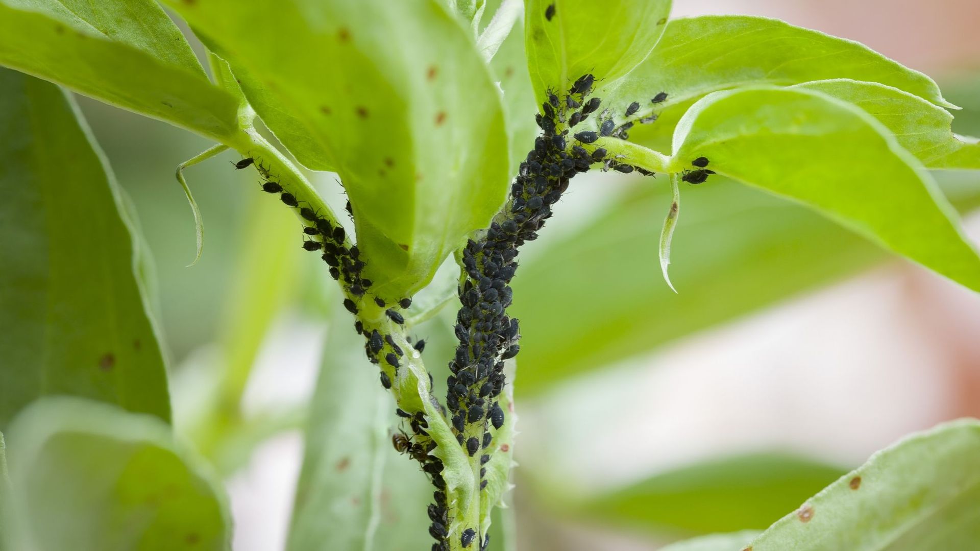 Le sommet de la tige est envahi par des pucerons noirs. Pas d’inquiétude. On peut les faire tomber avec le jet d’eau, couper le sommet attaqué après la floraison ou les laisser en place. Ils sont une source de nourriture pour les auxiliaires du jardin.