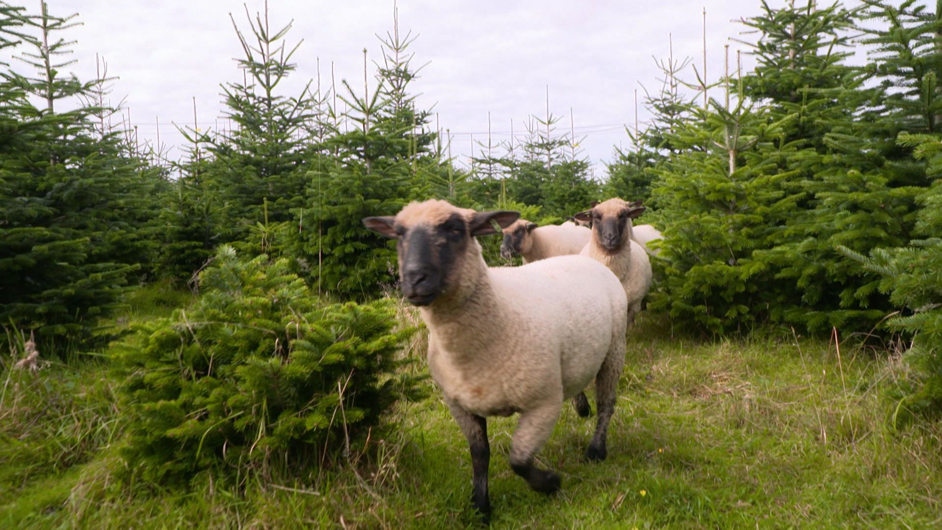 Les moutons de Michaël Rood, producteur à Jalhay (Province de Liège)