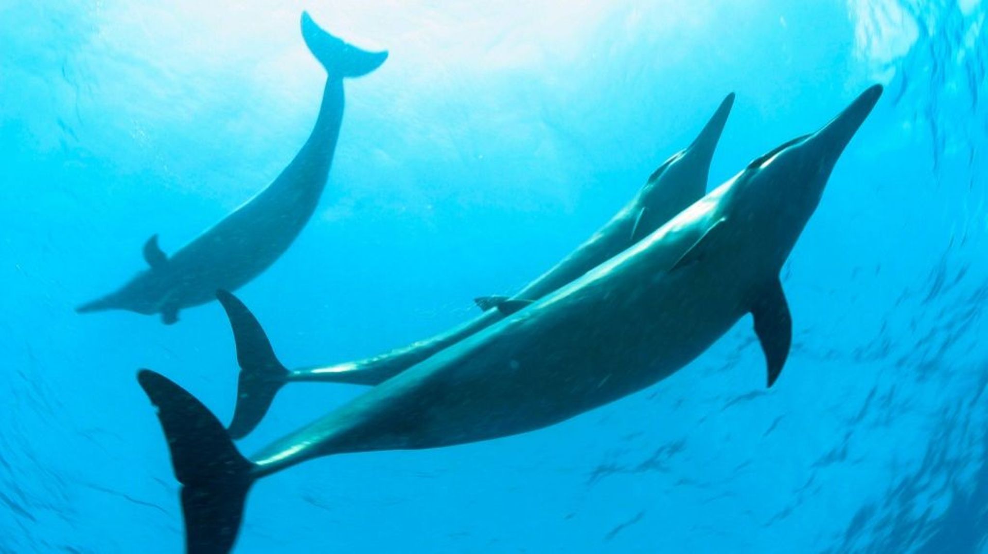 Photo non datée de dauphins évoluant dans le nord-ouest de Hawaï