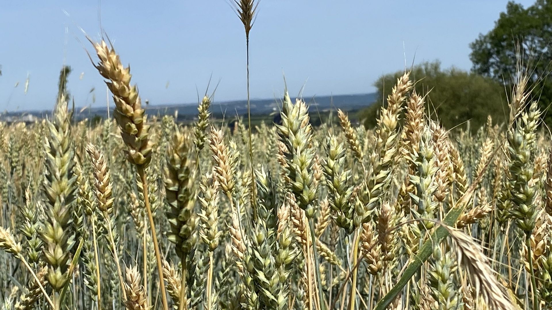 Six variétés de blé ont été semées en novembre 2021.