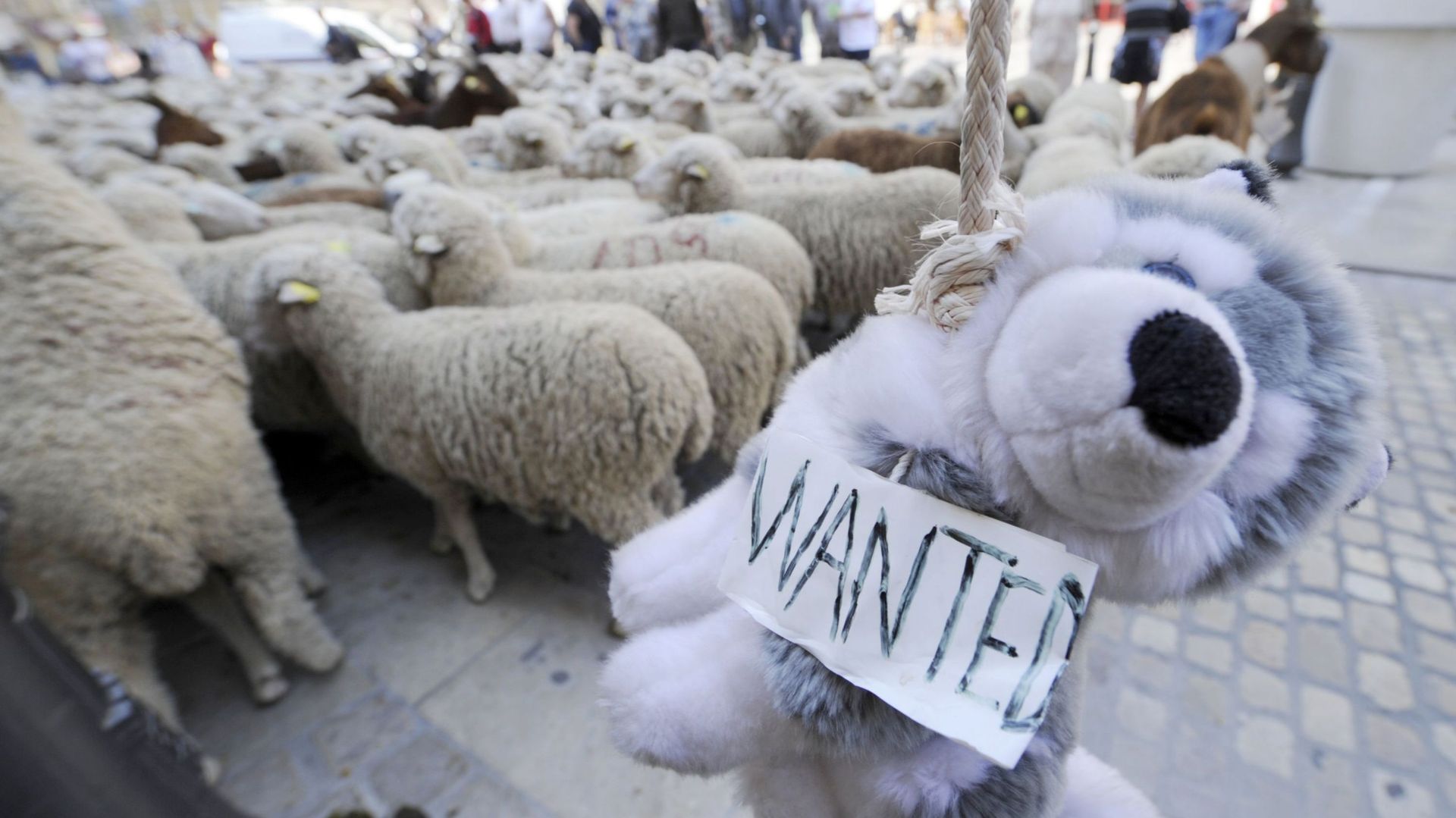 Manifestation anti-loup