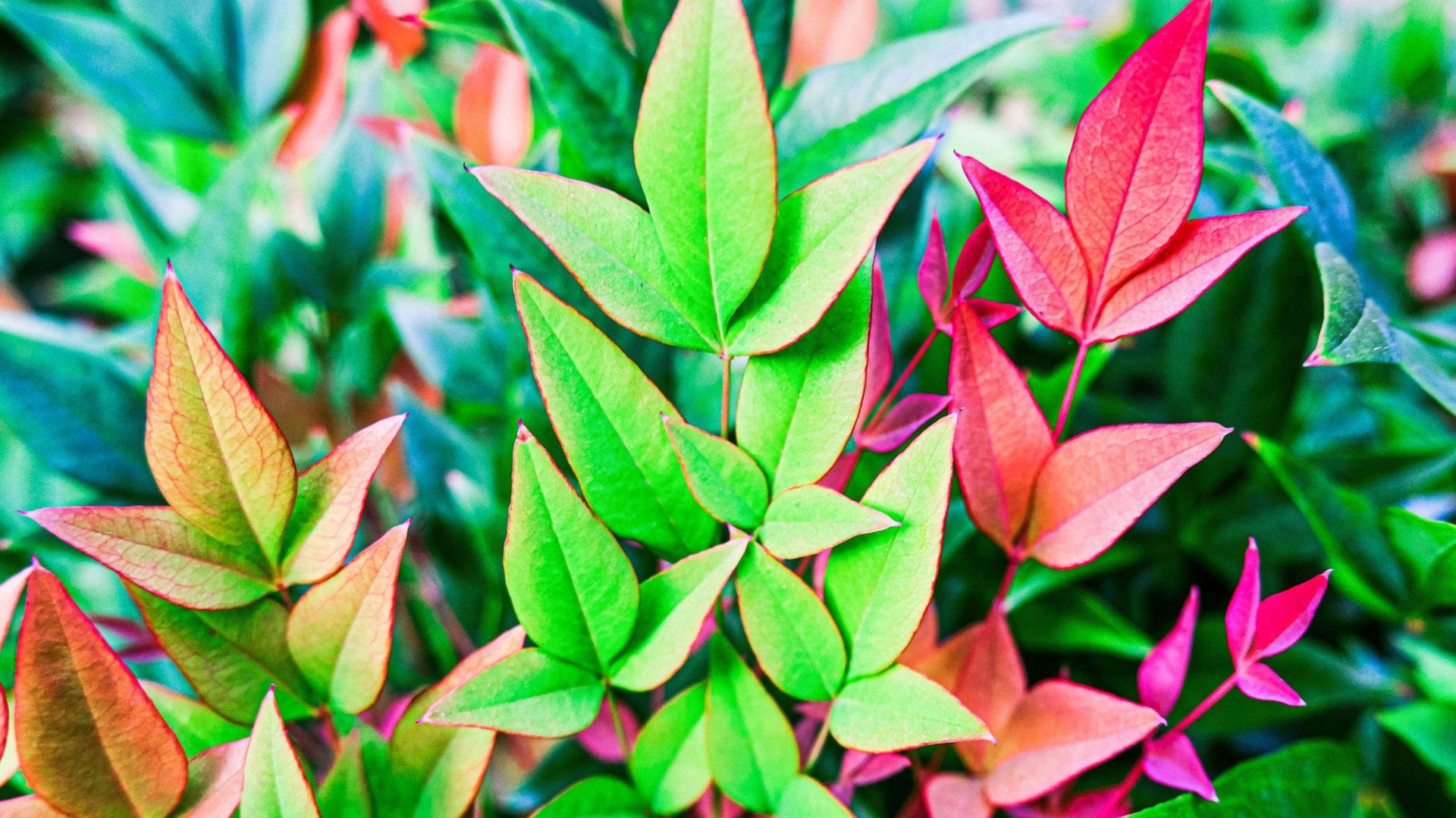 Le feuillage persistant du Nandina domestica change au fil des saisons passant du rouge au vert pour finir pourpre.