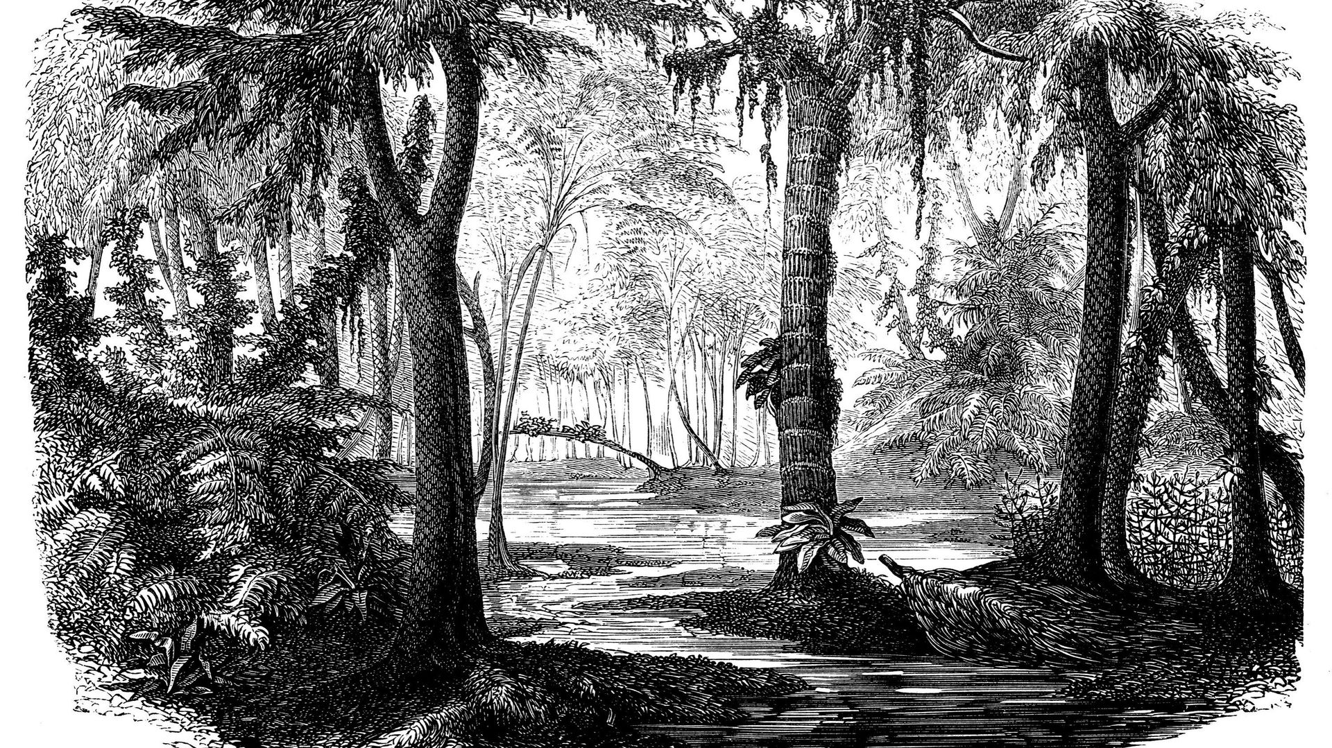"Charleroi était auparavant une forêt tropicale": le patrimoine archéologique et paléontologique carolo est encore méconnu