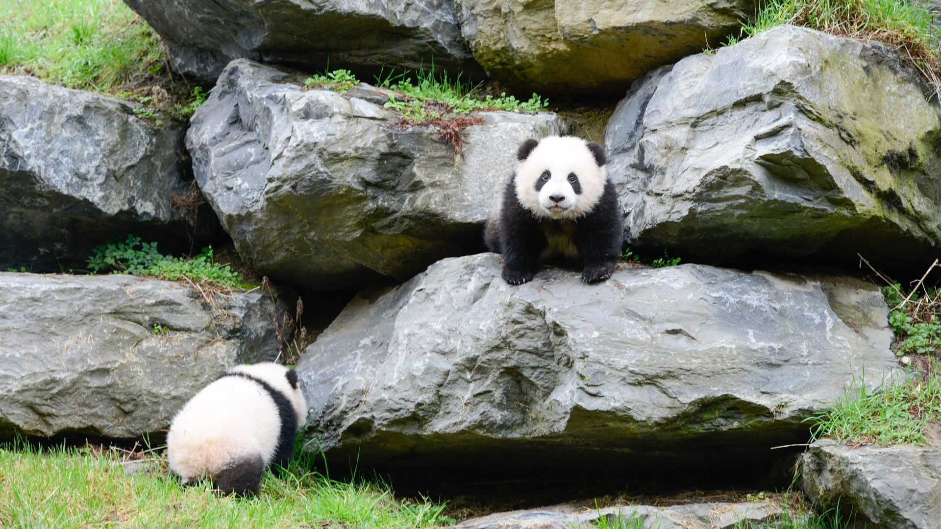 Première sortie des bébés panda de Paira Daiza