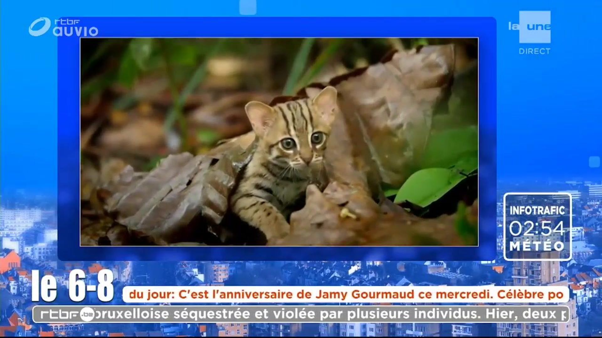 Le plus petit chat du monde ! RTBF Actus — free download