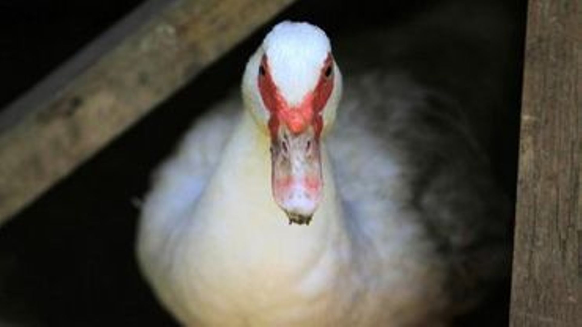Plus de 180 canards sont morts à la suite de l'action d'Animal Resistance, selon le producteur de foie gras