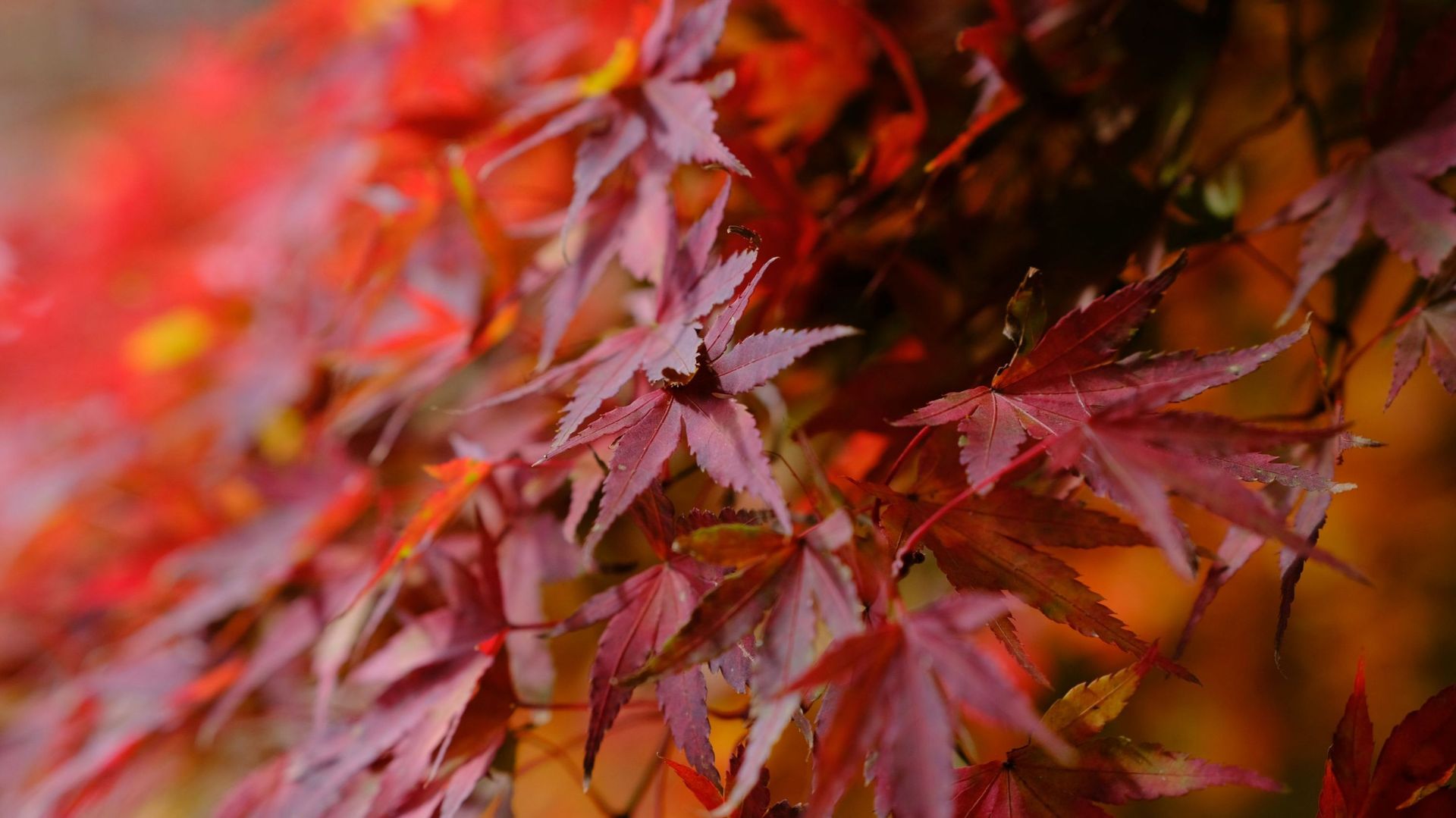 Le vrai du faux : si les feuilles de l’automne sont colorées et vives, l’hiver sera-t-il plus rude ?