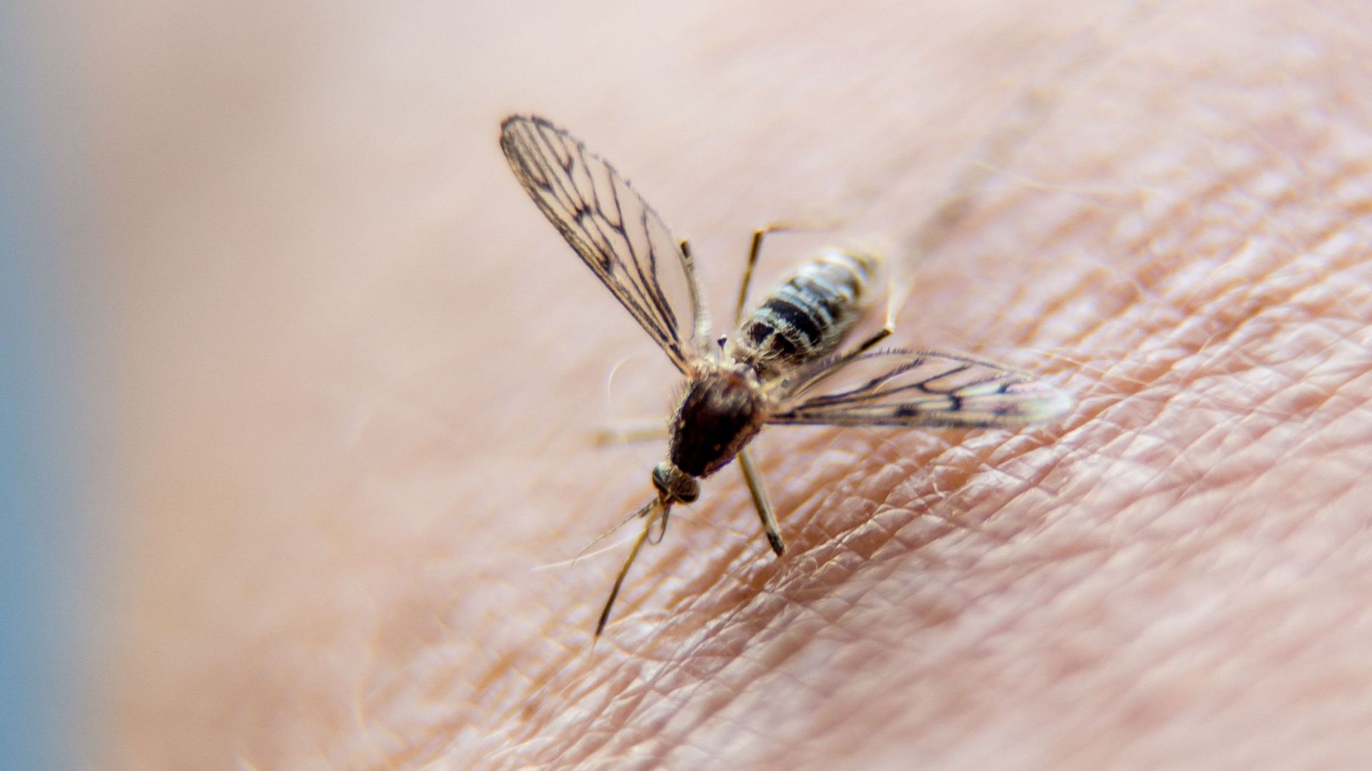 Dutch malaria treatment prevents transmission of the parasite