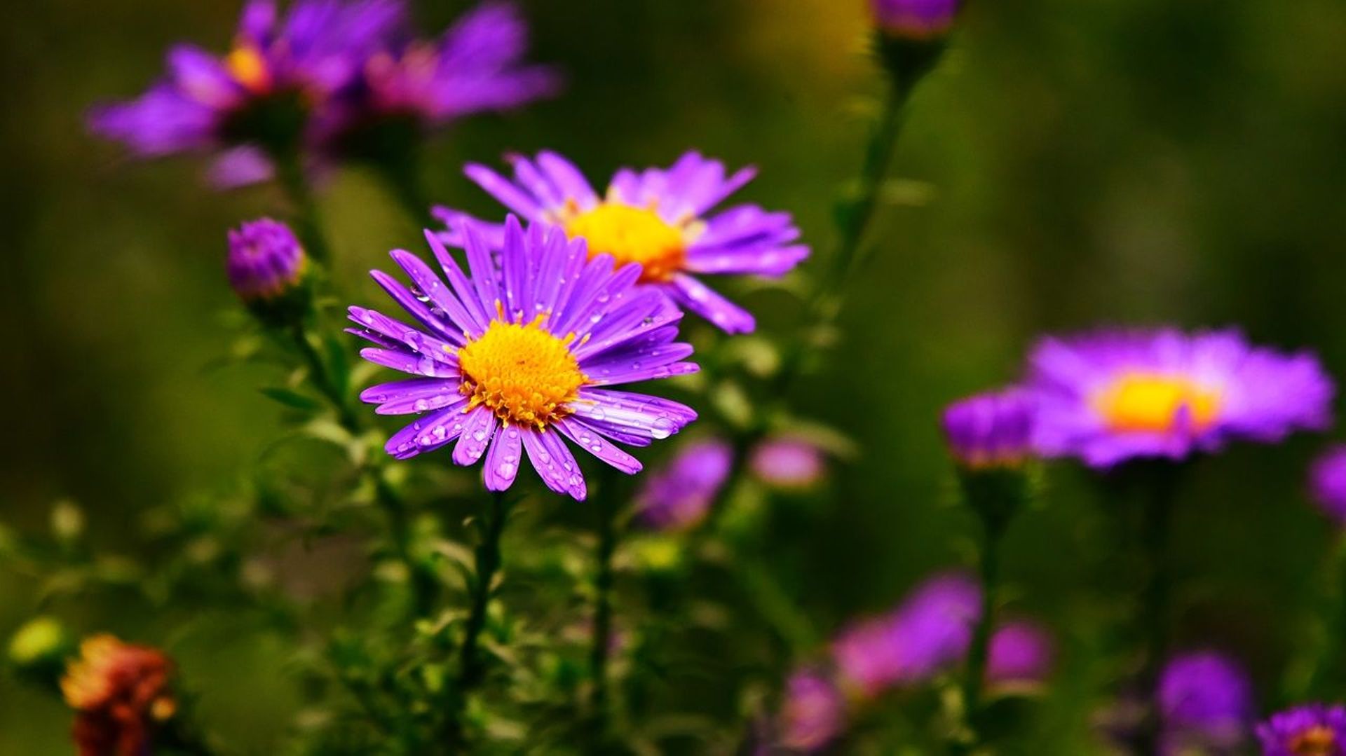 L'aster