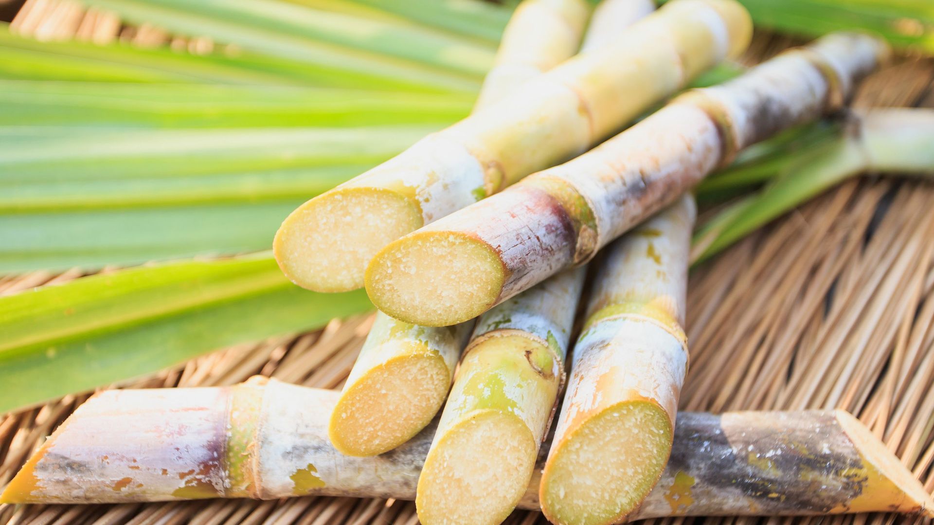 La canne à sucre ne sert pas seulement à produire du rhum : elle alimente aussi l’île Maurice en électricité